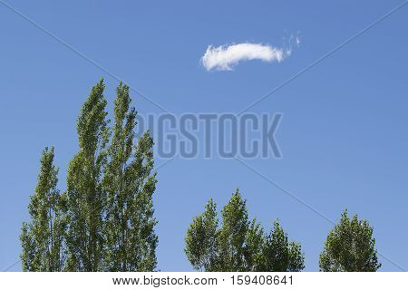 Blue sky with white cloud close up green Pine trees in foreground stock image Kolkata Calcuatta West Bengal India