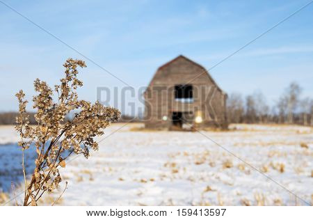 Focus on a brown fluffy weed in a snow covered field in front of a blurred old abandoned barn in rural winter landscape