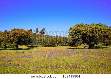 Dehesa grassland by via de la Plata way of Spain in Andalusia