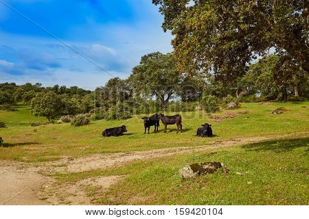 fighting bull grazing in Extremadura dehesa grasslands along Via de la Plata way of Spain