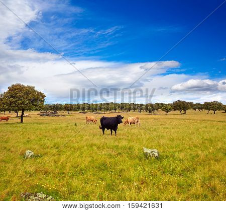 fighting bull grazing in Extremadura dehesa grasslands along Via de la Plata way of Spain