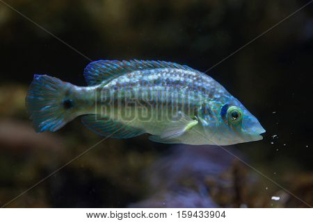 Corkwing wrasse (Symphodus melops). Marine fish.