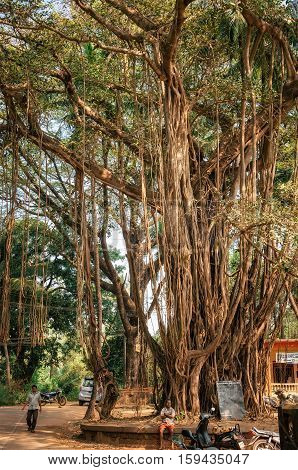 Morjim Goa India - December 08 2014: People sit under a huge banyan tree branched in the Morjim village centre.