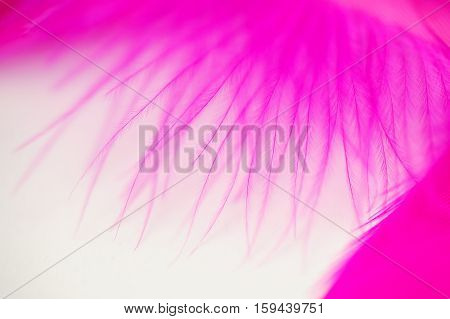 pink texture of feathers. Abstract background with place for text.