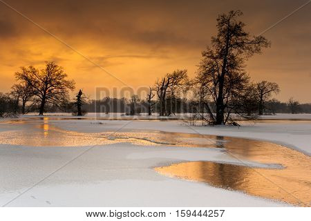 Old Oaks in golden winter sunrise light.
