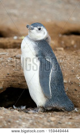 Nestling Of Magellanic Penguin Near Its Barrow