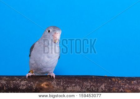 Mauve Forpus, Parakeet, Bird