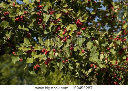 deciduous tree of hawthorn (Crataegus coccinea) bears fruit