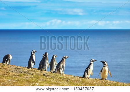Magellanic Penguins In Natural Environment