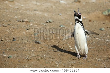 Single Magellanic Penguin Crying Loud