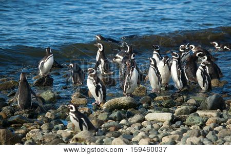Colony Of Magellanic Penguins In Patagonia, South America