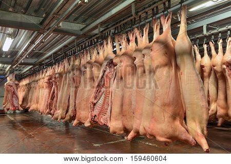 Many frozen pork carcasses hanging in the hook in cold store.