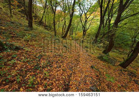 Stara reka Reserve in the autumn, Stara planina mountain, Bulgaria