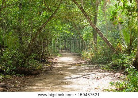 Dirt road in tropical forest and sun shining