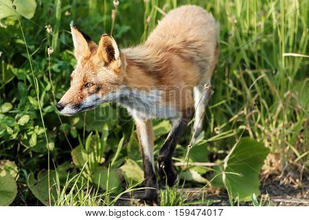Red fox walks over white snow wintertime