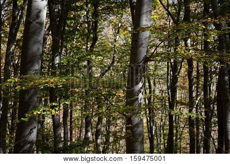 Stara reka Reserve in the autumn, Stara planina mountain, Bulgaria