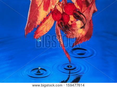 plant rain drops ocean water circles reflection splash.