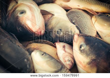 Carps fish - harvesting pond close up picture