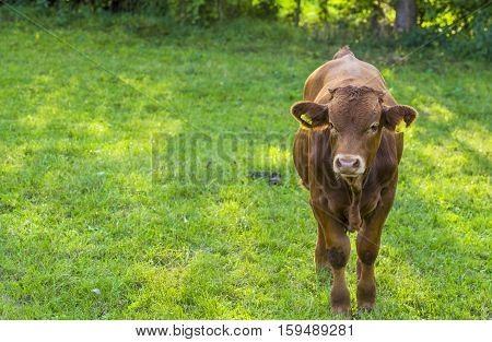 Brown calf on grassland - Image with a brown young cow in a green meadow at a farm in south Germany near the village Schwabisch Hall