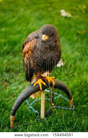 The Harris's hawk , Parabuteo unicinctus, formerly known as the bay-winged hawk or dusky hawk, is a medium-large bird of prey that breeds from the southwestern United States south to Chile and central Argentina.