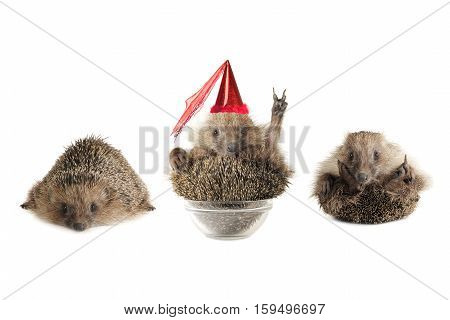 The a hedgehogs isolated on a white background