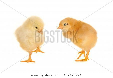 Chicks