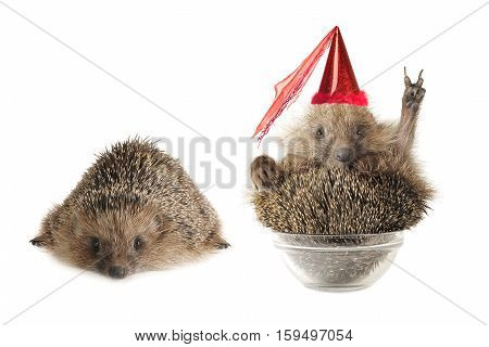 Two hedgehogs isolated on a white background