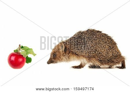 Hedgehog and aplle isolated on a white background
