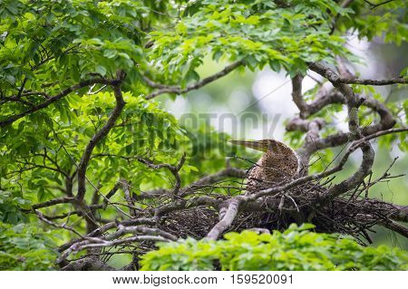 Young tiger heron in treetop nest Costa Rica