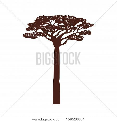 africa acacia tree icon vector illustration graphic design