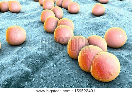 Bacteria Staphylococcus aureus on the surface of skin or mucous membrane, 3D illustration