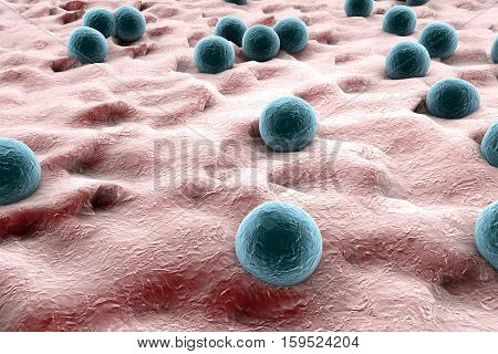 Bacteria Staphylococcus aureus on the surface of skin or mucous membrane, 3D illustration