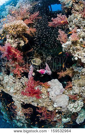 Scuba diver exploring the interior of a large shipwreck Carnatic in the Red Sea