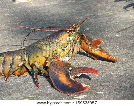 Silly Maine lobster doing a pushup on a rock.