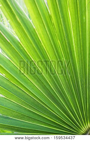 Washingtonia filifera Desert Fan Palm American Cotton Palm Arizona Fan Palm Stripped tropical pointy leaves Ribbed leaf Washingtonia palm background texture stock macro photo close up selective focus
