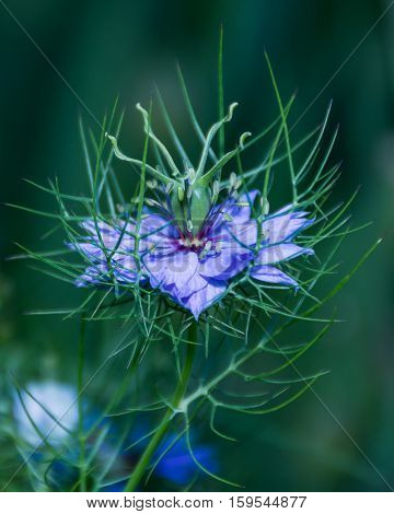 Purple Nigella damascena wild spring flower plant