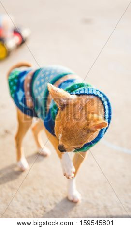 Cute chihuahua puppy licks itself while wearing a festive sweater.