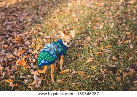 A chihuahua puppy stands in a yard with dead leaves in a festive knit sweater.