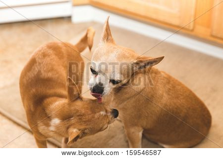 An older chihuahua licks a puppy chihuahua while in the kitchen of a modern home.
