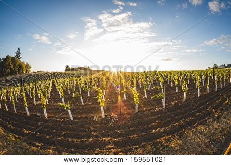 Sunny sky over vineyard field. Sun setting over vineyard grape plants in a field in the summer or spring time. Cloudy blue sky above.