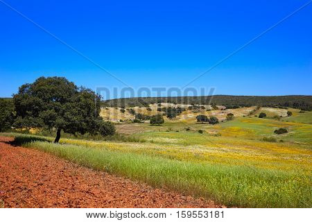 Dehesa grassland by via de la Plata way of Spain in Andalusia