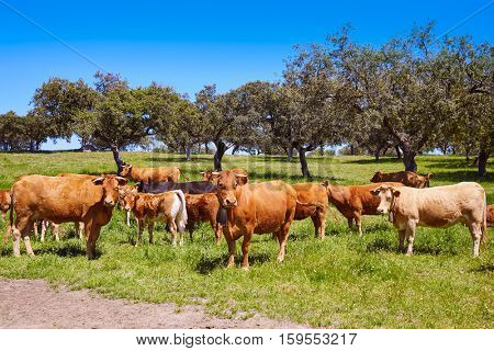 Cows grazing in Extremadura Dehesa grasslands of Spain by via de la Plata