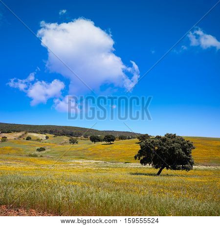 Dehesa grassland by via de la Plata way of Spain in Andalusia