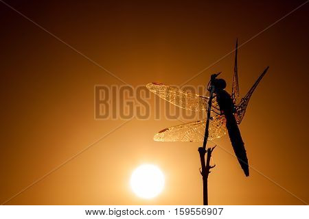 on an early morning there dragonfly with water drops of dew