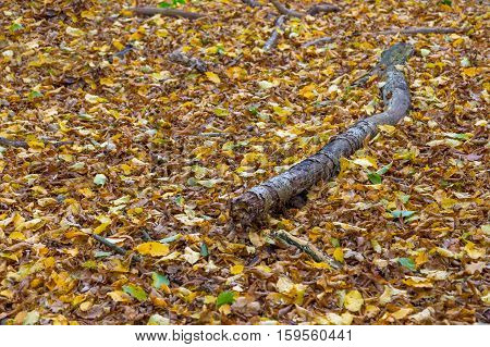 Taken on a walk in Hainault Forest in November.