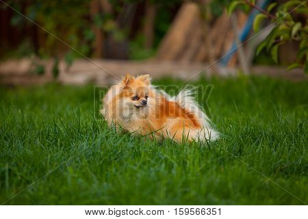 Beautiful Red Dwarf Spitz On Green Lawn