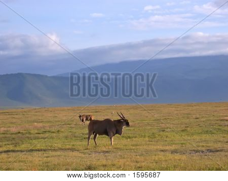 Wild Big Antelope In The African Savanna, Ngorongoro Park, Tanzania
