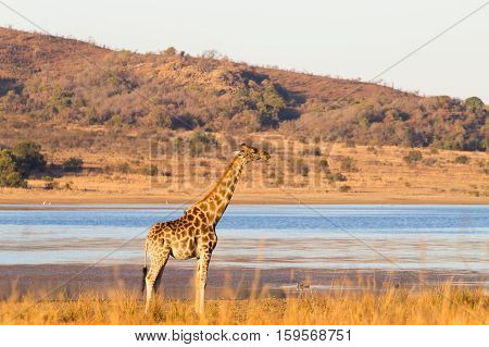 Giraffe close up from Pilanesberg National Park South Africa. Safari and wildlife. Cape giraffe or South African giraffe