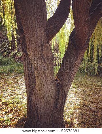 Willow tree trunk with sunshine and leaves on ground in autumn with sunshine on ground.  Sunshine on hanging branches and leaves behind trunk.  Closeup of tree trunk in fall with shadows and sunlight.