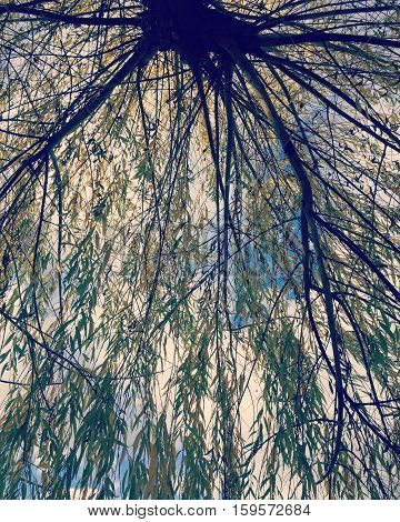 Looking up at sky from underneath a willow tree branches. Blue sky and white clouds background.  Looking upwards at branches and green leaves on branches.